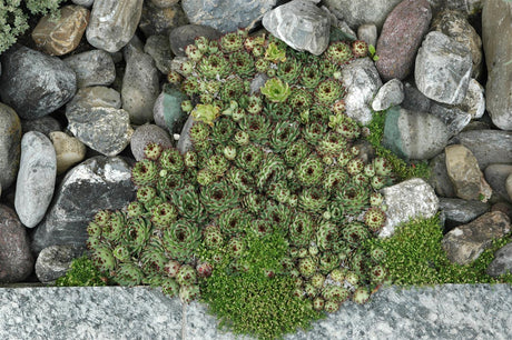 Sempervivum tectorum als Pflanze im Beet ;;ab 3,70 Euro