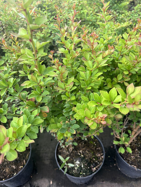 Berberis thunbergii , erhältlich von 40-60 bis 80-100 cm ;;ab 3,55 Euro