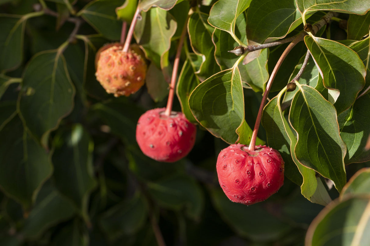 Jap. Blumen-Hartriegel 'Venus' mit Früchten, verfügbar in 9 Größen und Varianten ; Einsatz: Solitär ; Pluspunkt: attraktive Blüten;;hier kaufen