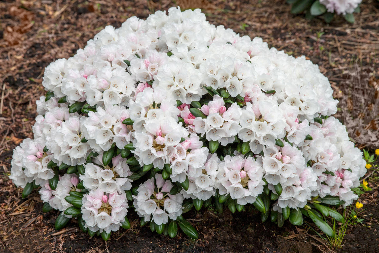 Rhododendron yak. 'Schneekrone' mit Blüte, erhältlich von 25-30 bis 90-100 cm ;;ab 36,50 Euro