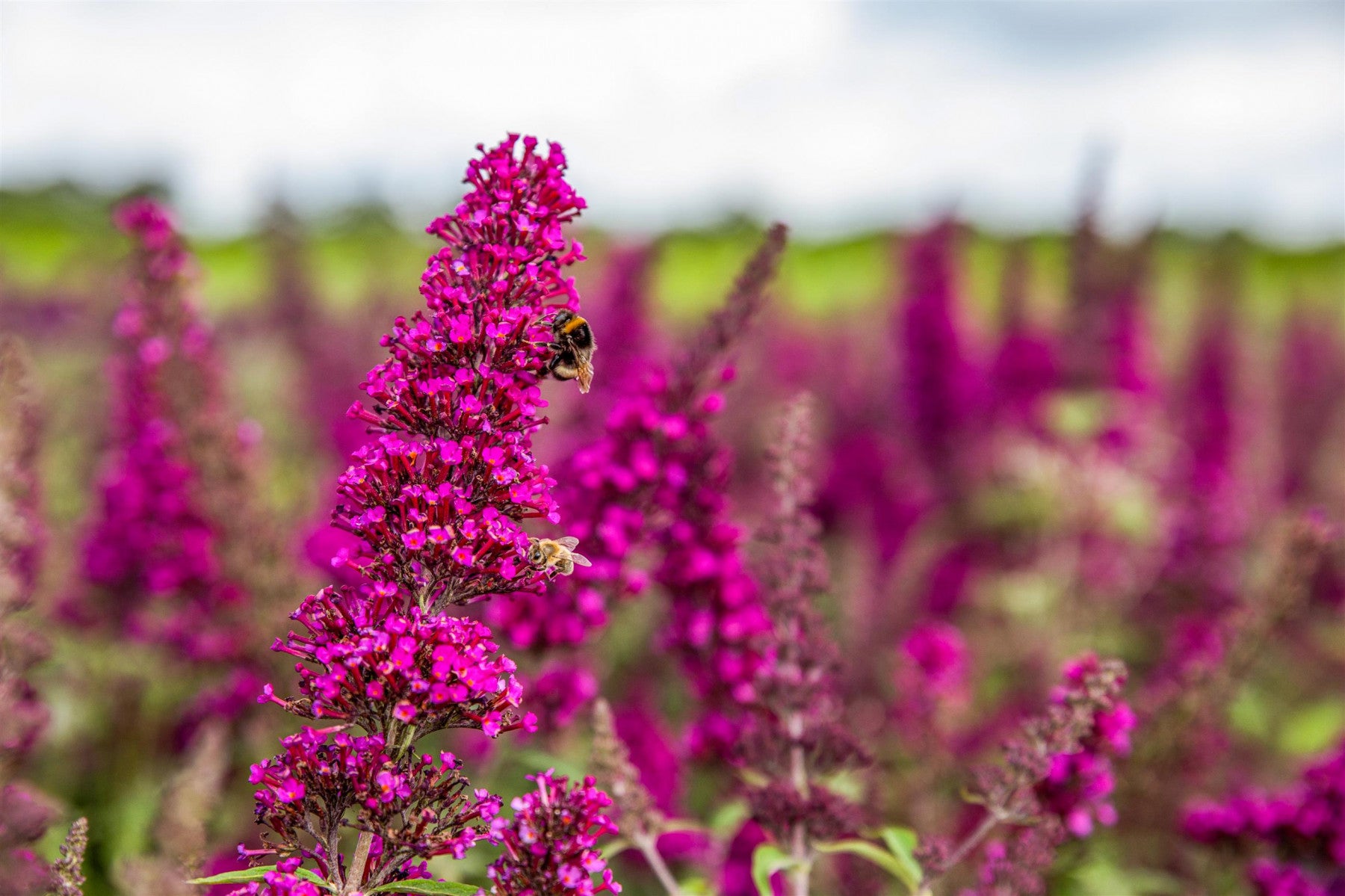 Buddleja 'Buzz Magenta' (Sommerflieder 'Buzz Magenta' -S-)