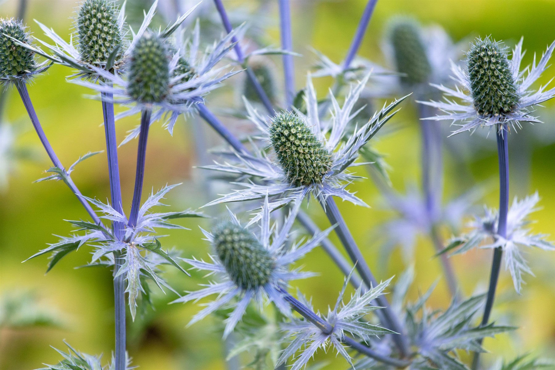 Eryngium giganteum (Elfenbein-Mannstreu)