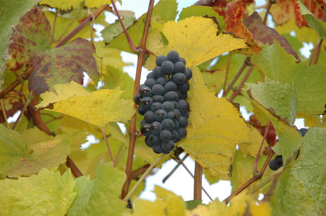 Vitis 'St. Laurent' mit Früchten, erhältlich von 80-100 bis 80-100 cm ;;ab 32,10 Euro