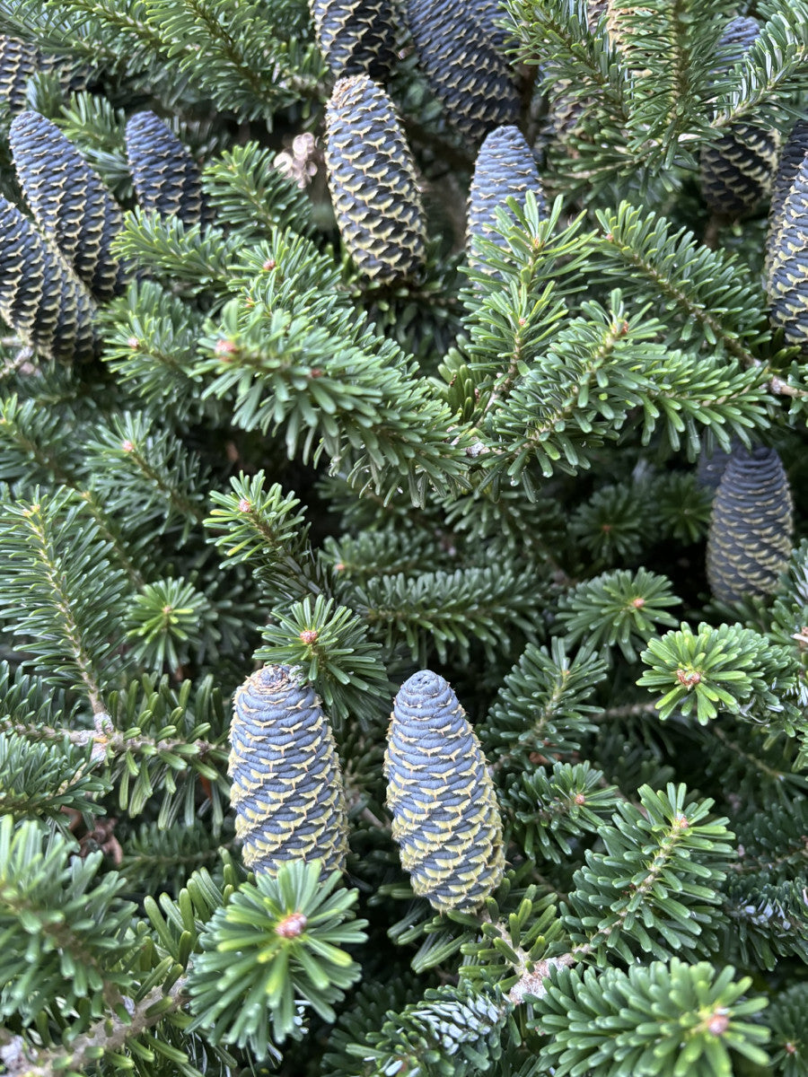 Abies koreana 'Sämling' (Koreatanne 'Sämling')