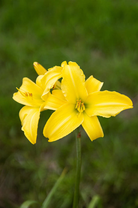 Hemerocallis x cult. 'Corky' mit Blüte ;;ab 5,10 Euro