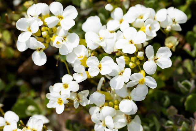 Arabis caucasica 'Schneehaube' mit Blüte ;;ab 2,92 Euro