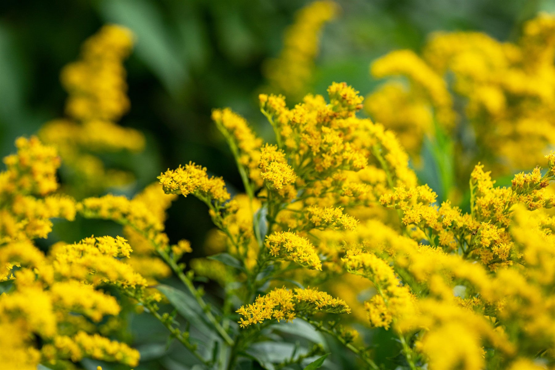 Solidago sphacelata 'Golden Fleece' (Gefleckte Garten-Goldrute)