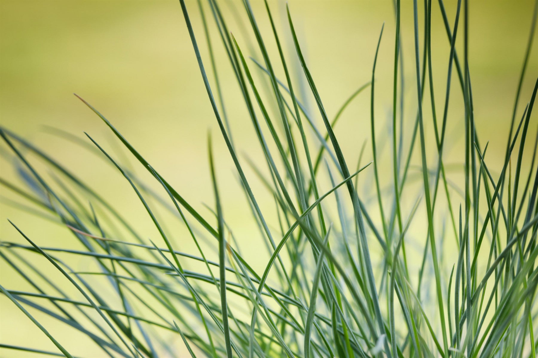 Festuca ovina (Echter Schaf-Schwingel)