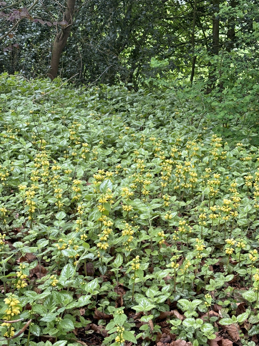 Lamiastrum galeobdolon (Gewöhnliche Goldnessel)