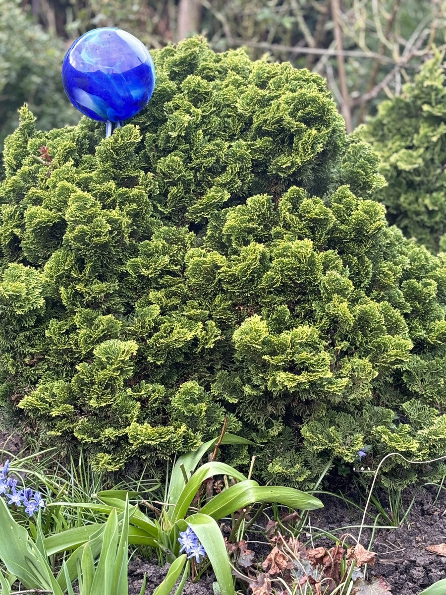 Chamaecyparis obtusa 'Nana Gracilis' (Kleine Muschelzypresse 'Nana Gracilis')