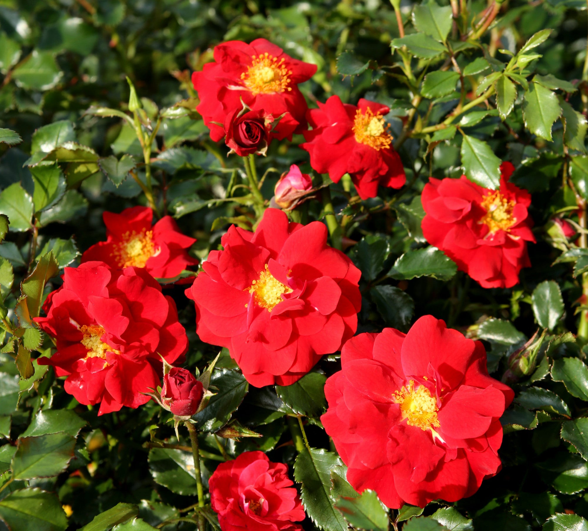 Rosa 'Salsa' STR (Kleinstrauchrose 'Salsa' -R- ADR-Rose)