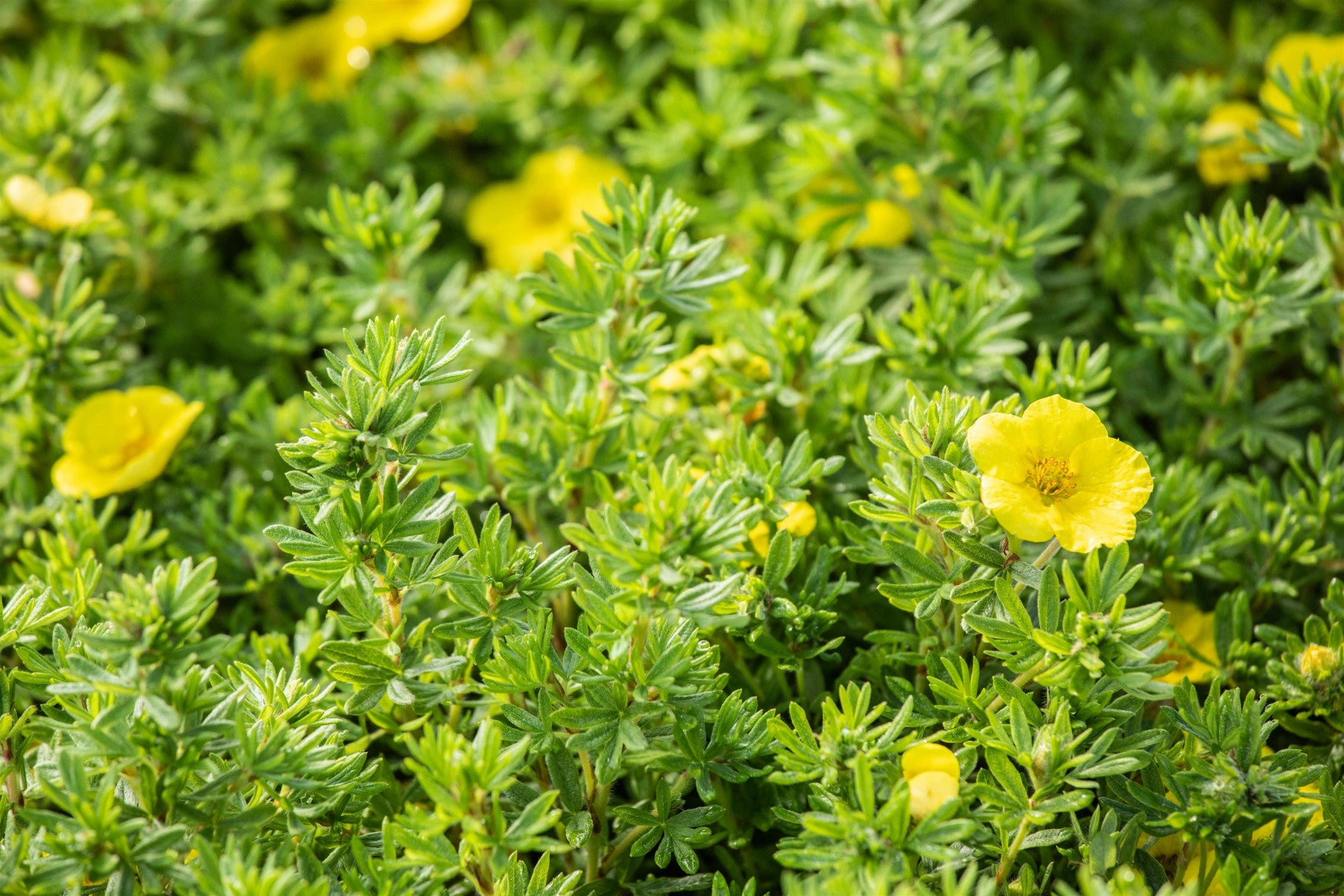 Potentilla 'Kobold' (Fingerstrauch 'Kobold')