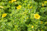 Potentilla 'Kobold' , erhältlich von 20-30 bis 40-60 cm ;;ab 4,10 Euro