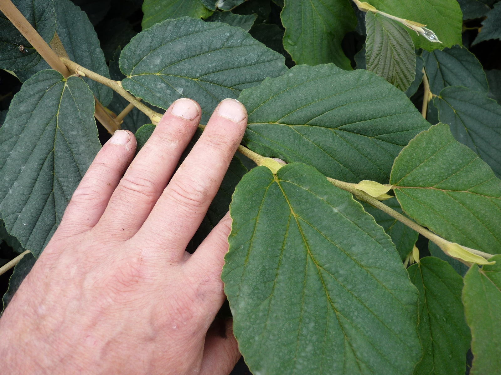 Hamamelis interm. 'Diane' (Zaubernuss 'Diane')