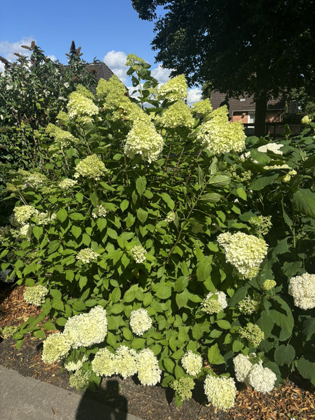 Hydrangea paniculata 'Limelight' als Pflanze im Beet, erhältlich von 40-60 bis 125-150 cm ;;ab 22,20 Euro