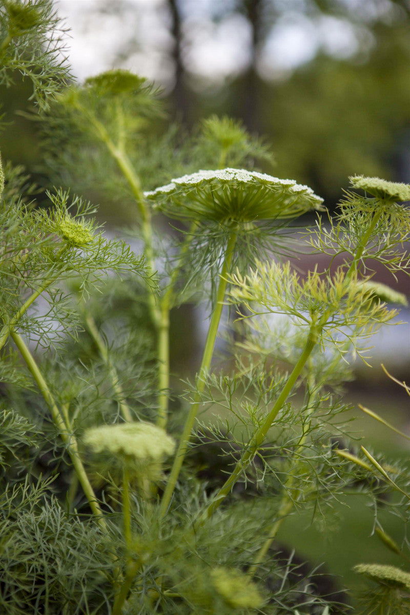 Foeniculum vulgare (Gewöhnlicher Fenchel)