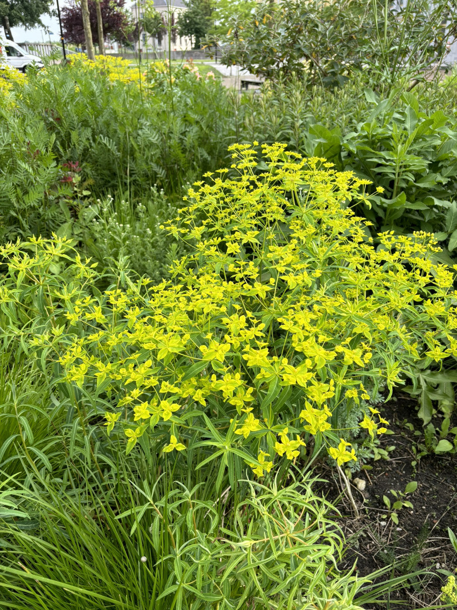 Euphorbia polychroma (Gold-Wolfsmilch)