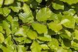 Fagus sylvatica mit Belaubung, erhältlich als: Heister, Sämling, Hochstamm, leichte Heister, Alleebaum, verschulte Heister ; Einsatz: Waldränder ; Pluspunkt: langlebig;;günstig mit Qualität