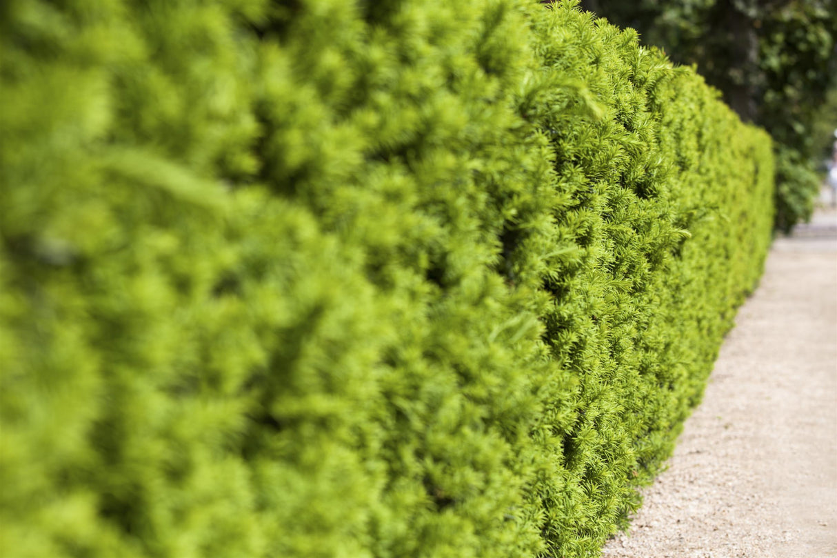 Fruchtende Bechereibe als Hecke, verfügbar in 15 Größen und Varianten ; Pluspunkt: immergrün;;hier kaufen