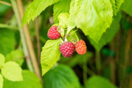 Rubus id. 'Sugana' mit Früchten ;;ab 20,40 Euro