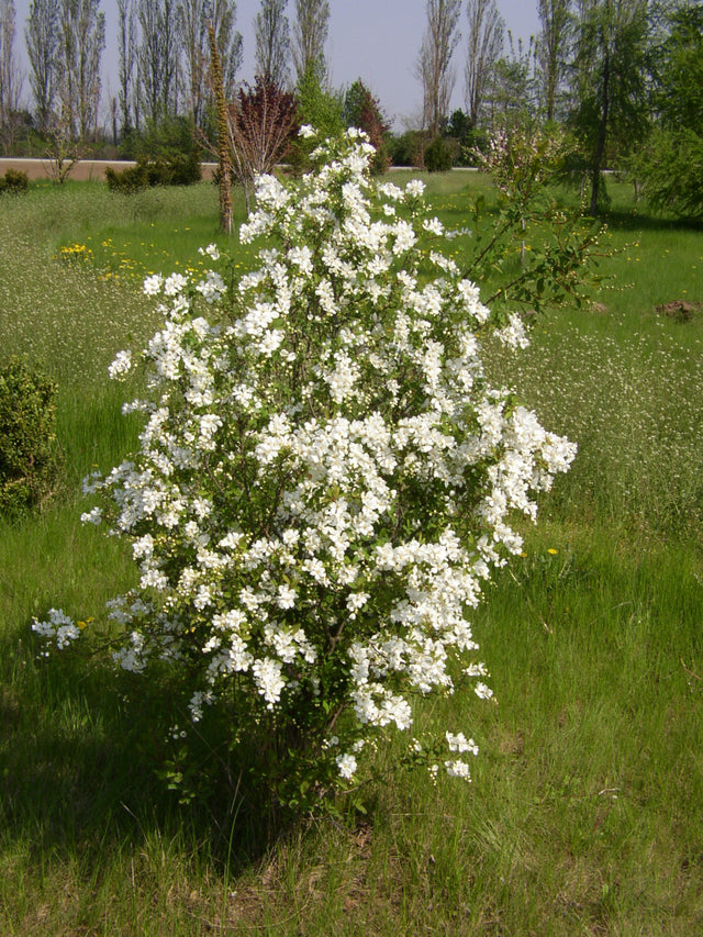 Exochorda racemosa , erhältlich von 40-60 bis 175-200 cm ;;ab 16,40 Euro