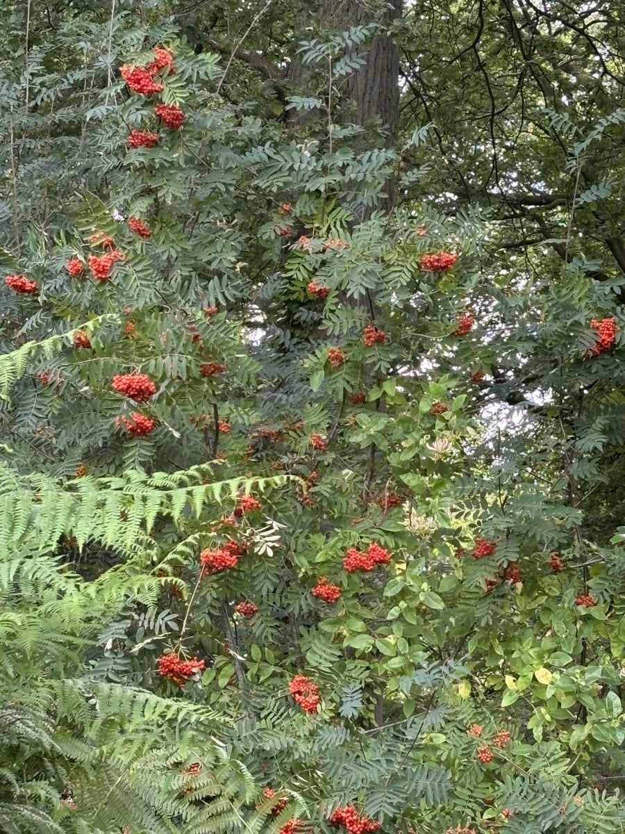 Sorbus aucuparia mit Früchten, erhältlich von 50-80 bis 450-650 cm ;;ab 1,95 Euro