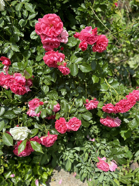 Rosa 'Rosarium Uetersen' KL mit Blüte ;;ab 9,50 Euro