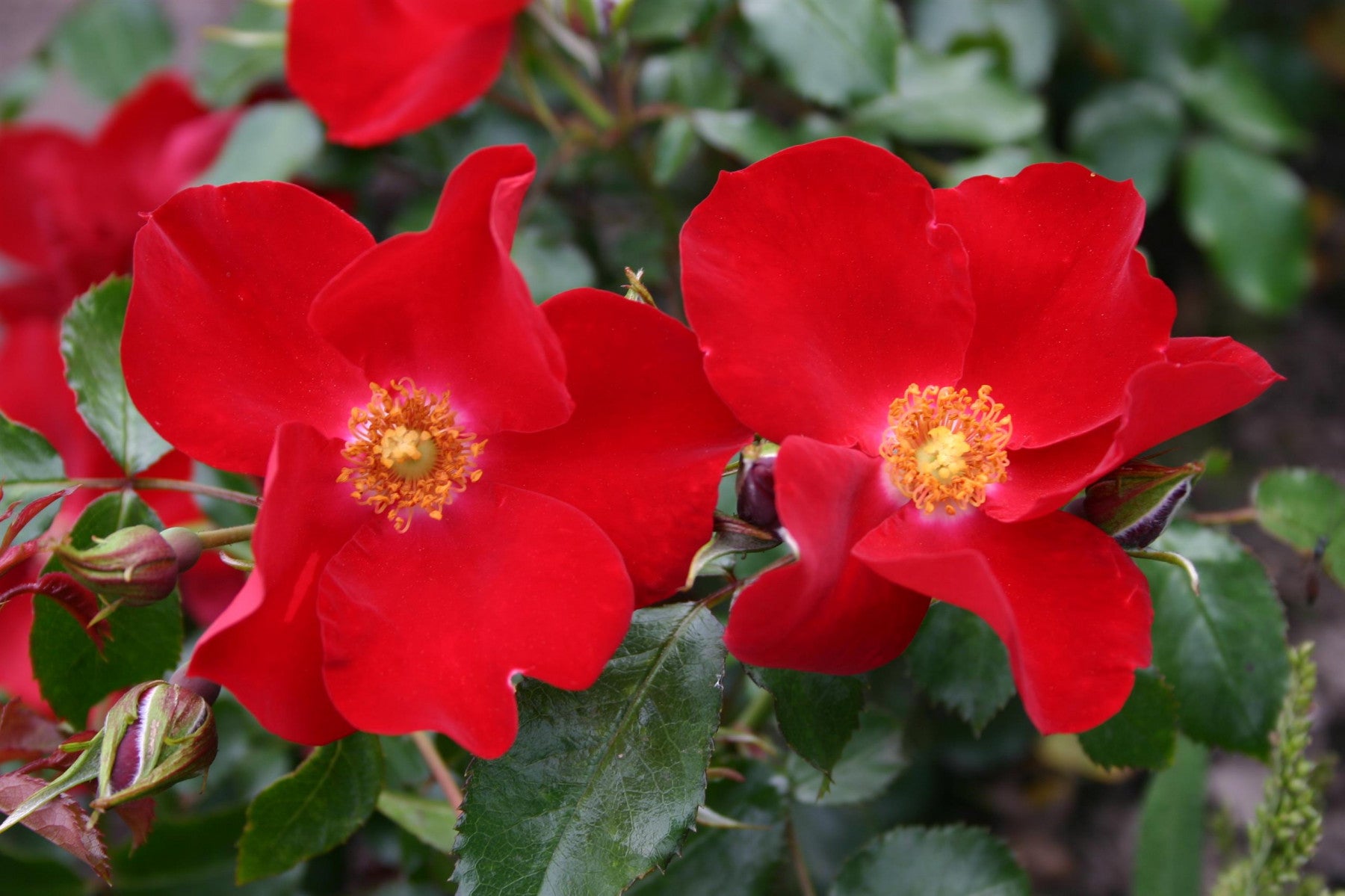 Rosa 'Apache' BDR (Bodendeckerrose 'Apache' -R-)