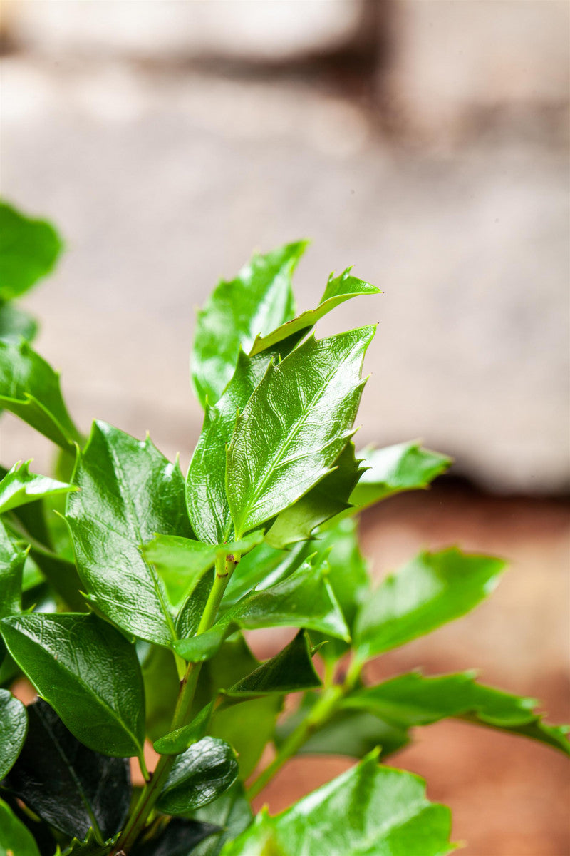 Ilex meserveae 'Blue Maid' mit Belaubung, erhältlich von 40-50 bis 60-80 cm ;;ab 28,80 Euro