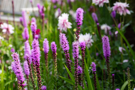 Liatris spicata 'Floristan Violett' mit Blüte ;;ab 3,70 Euro