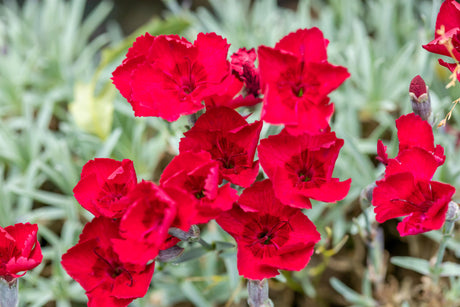 Dianthus gratianop. , rot mit Blüte ;;ab 2,88 Euro