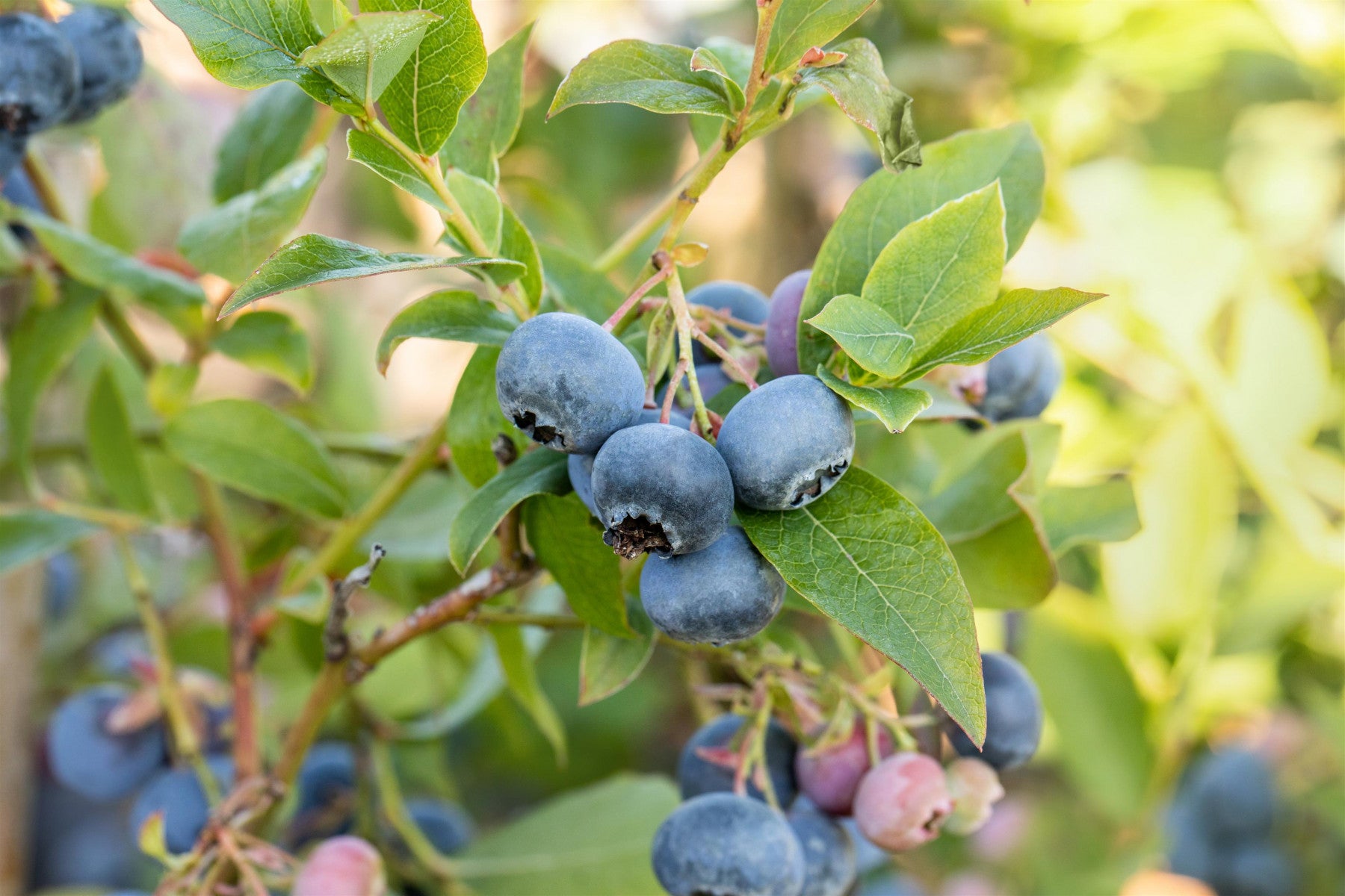 Vaccinium corymb. 'Bluecrop' (Heidelbeere 'Bluecrop')