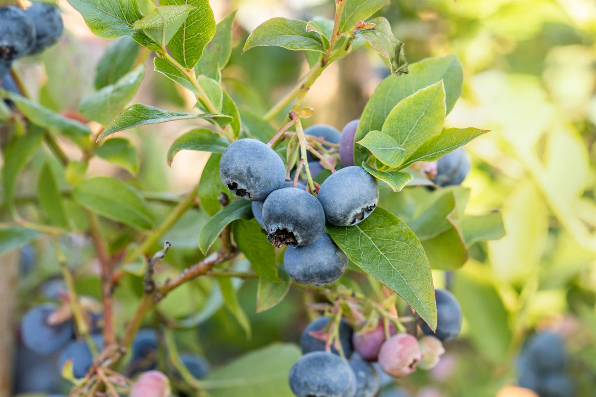 Vaccinium corymb. 'Bluecrop' mit Früchten, erhältlich von 30-40 bis 40-60 cm ;;ab 16,90 Euro