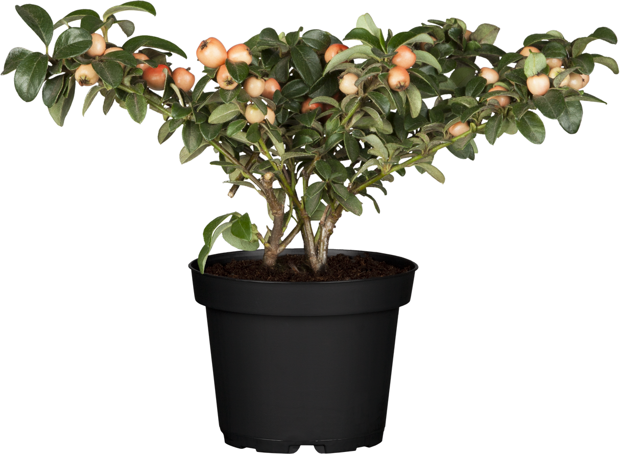 Cotoneaster x suecicus 'Coral Beauty' im Topf, erhältlich von 20-30 bis 30-40 cm ;;ab 3,25 Euro