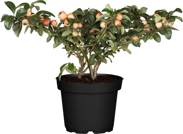 Cotoneaster x suecicus 'Coral Beauty' im Topf, erhältlich von 20-30 bis 30-40 cm ;;ab 3,25 Euro