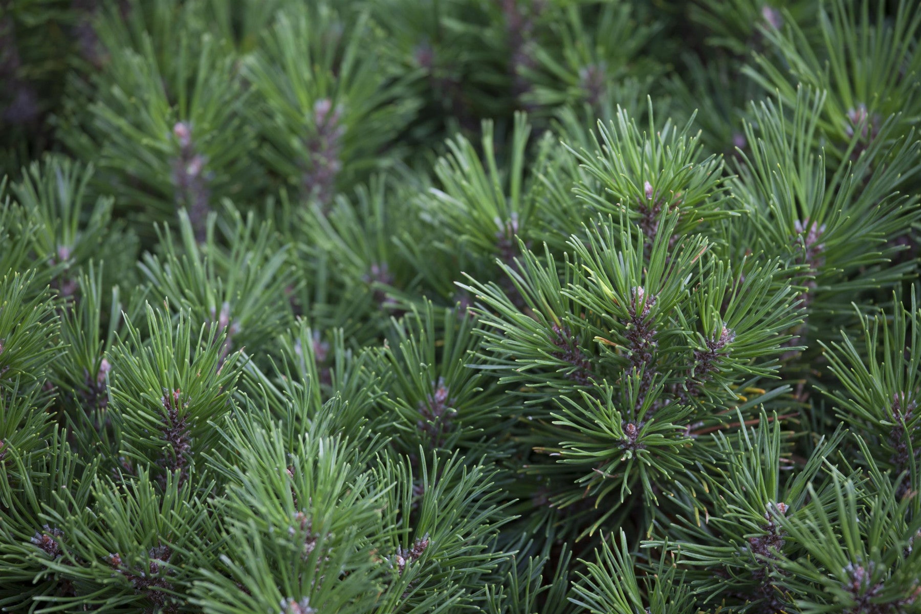 Pinus mugo 'Gnom' (Strauch-Kiefer 'Gnom')