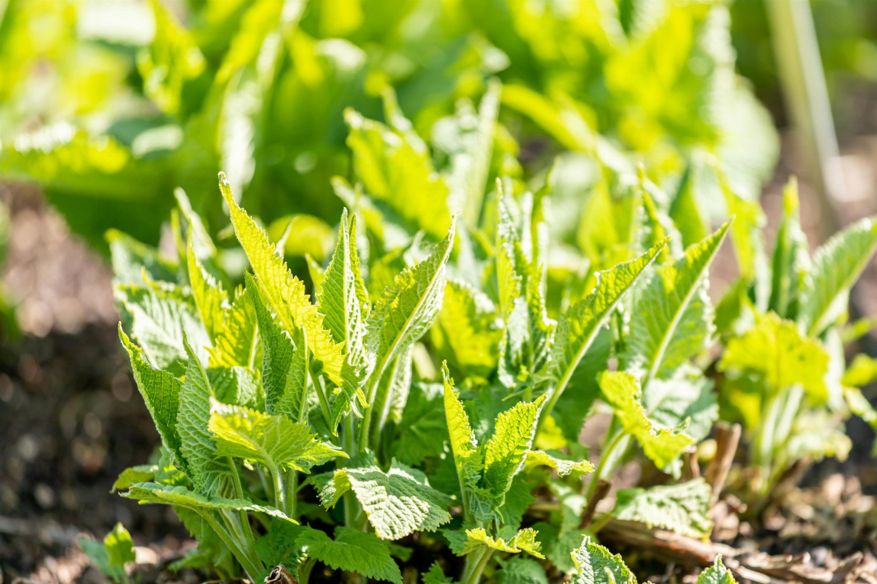 Salvia glutinosa (Klebriger Salbei)