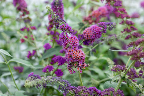 Buddleja davidii 'Bicolor' mit Blüte, erhältlich von 60-100 bis 125-150 cm ;;ab 13,00 Euro