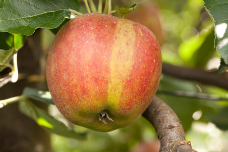 Malus 'Holsteiner Cox' mit Früchten, erhältlich von 150-200 bis 450-650 cm ;;ab 34,60 Euro