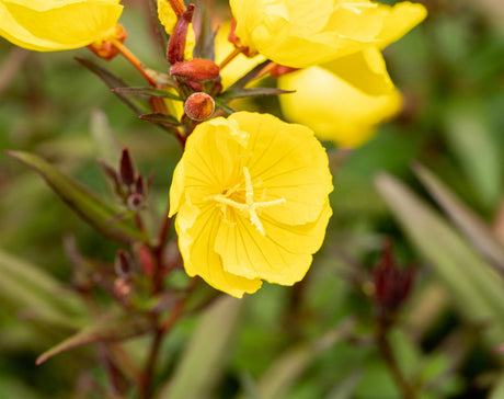 Oenothera pilosella 'Yella Fella' mit Blüte ;;ab 3,80 Euro