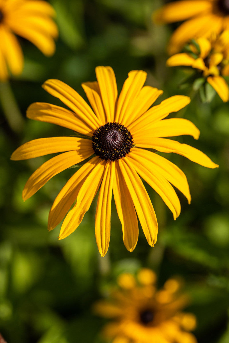 Rudbeckia fulgida var. deamii (Deams Sonnenhut)