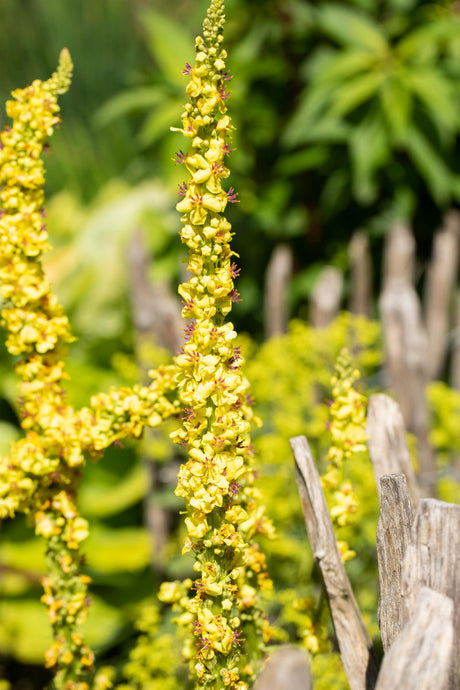 Verbascum densiflorum mit Blüte ;;ab 3,85 Euro