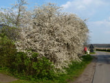 Prunus spinosa VkG 4 zusammen ; Einsatz: Bienenweide ; Pluspunkt: bienenfreundlich;;Pflanzen vom Profi