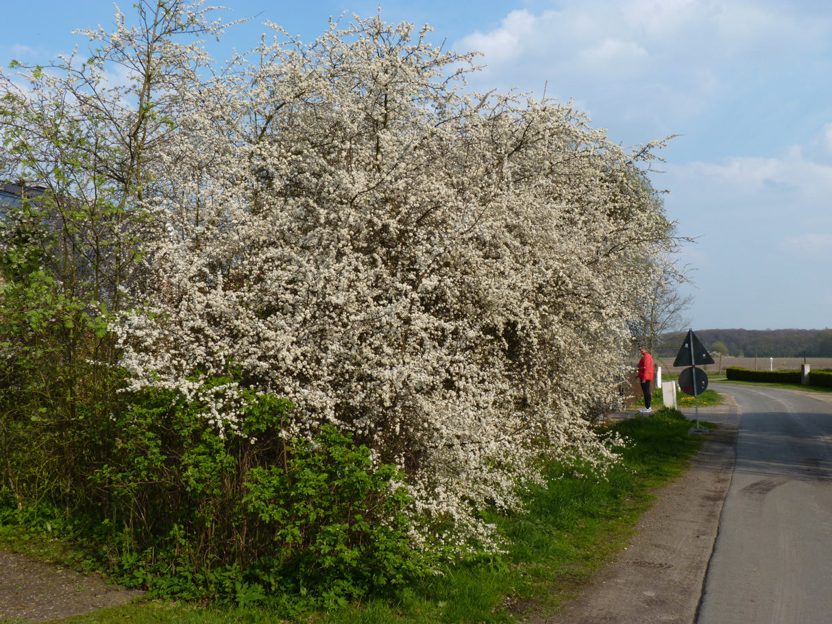 Prunus spinosa VkG 6 zusammen ; Einsatz: Bienenweide ; Pluspunkt: bienenfreundlich;;Pflanzen vom Profi