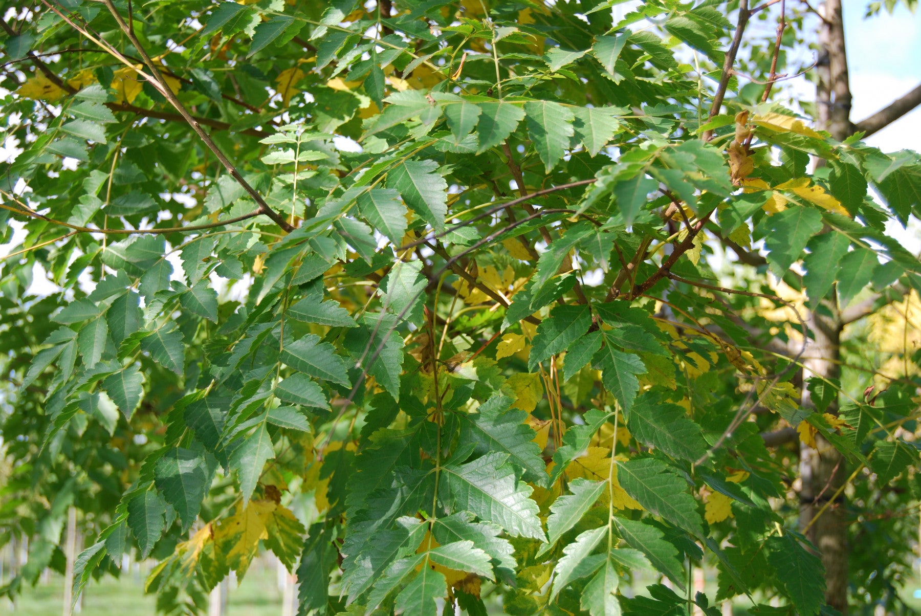 Koelreuteria paniculata (Blasenbaum)