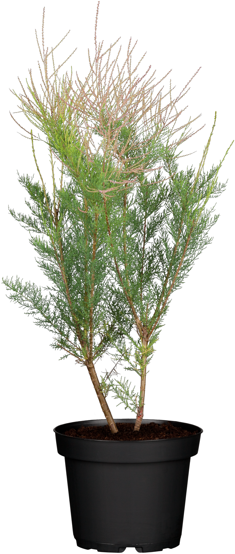 Tamarix ramosissima im Topf, erhältlich von 40-60 bis 60-100 cm ;;ab 13,70 Euro