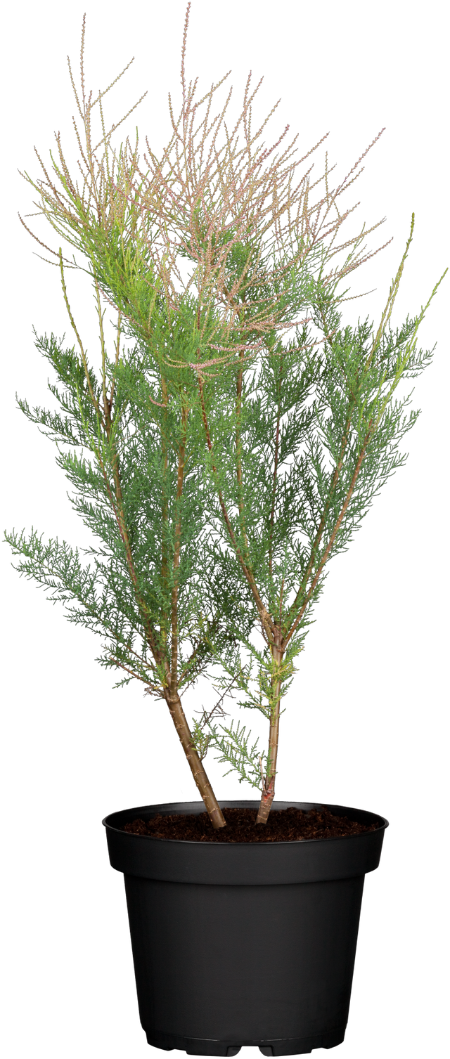 Tamarix ramosissima im Topf, erhältlich von 40-60 bis 60-100 cm ;;ab 13,70 Euro