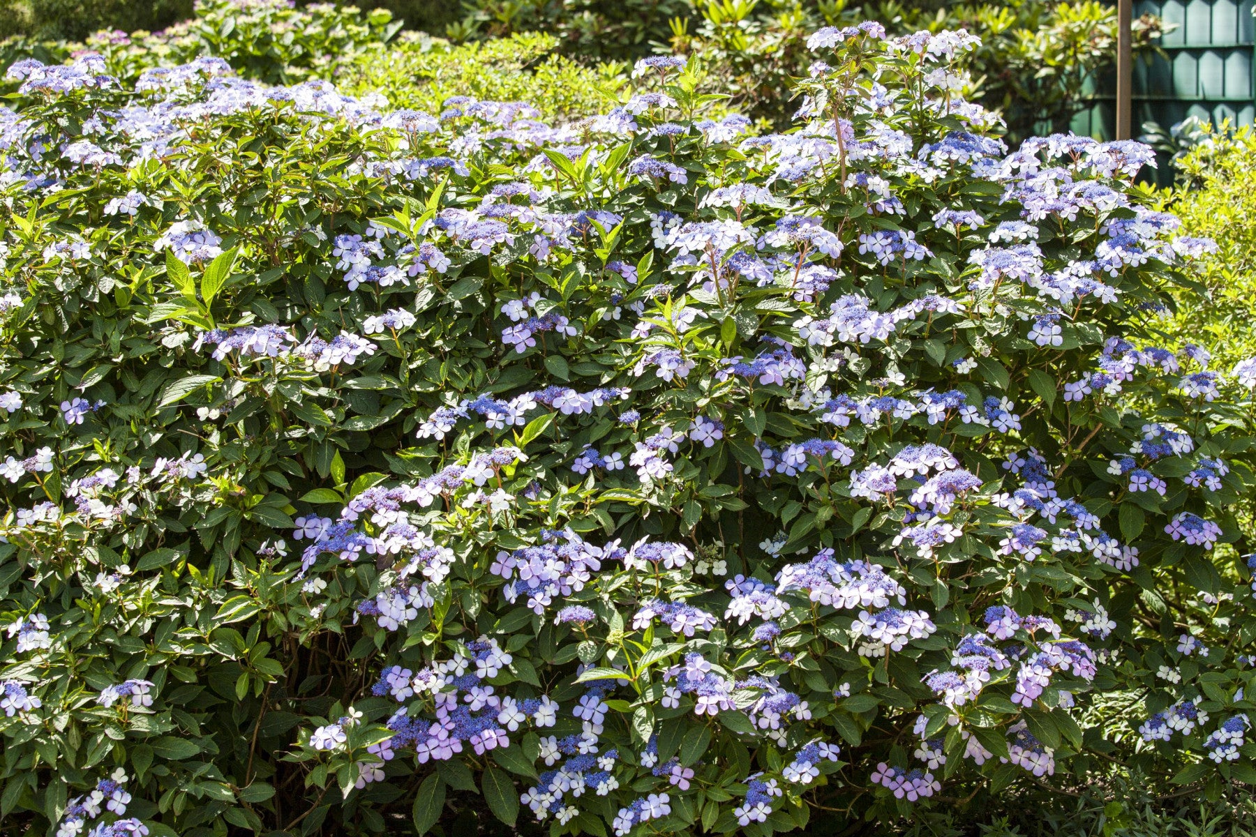 Hydrangea macrophylla 'Bodensee' (Bauernhortensie 'Bodensee')