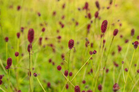 Sanguisorba officinalis 'Tanna' mit Blüte ;;ab 5,10 Euro