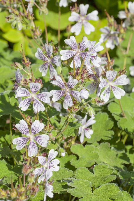 Geranium renardii mit Blüte ;;ab 4,65 Euro